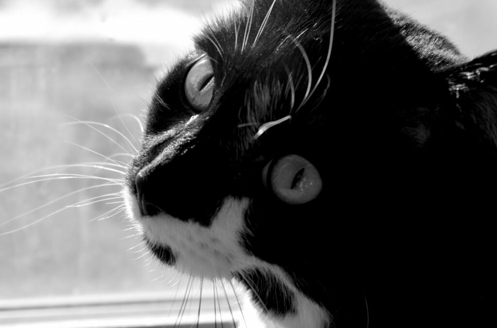 Black and white cat photography